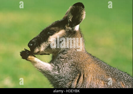 Westlichen Bürste Wallaby (Macropus Irma) Stockfoto