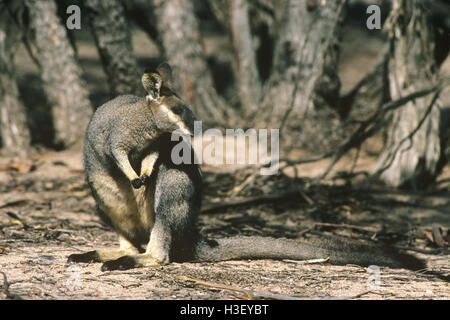 Westlichen Bürste Wallaby (Macropus Irma) Stockfoto