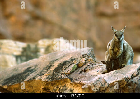 Flankiert von schwarzen Felsen-Wallaby (Petrogale Lateralis) Stockfoto