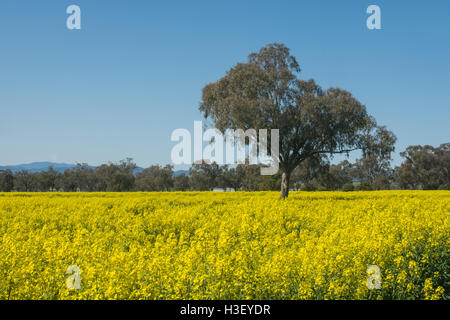 Raps-Felder im nördlichen New South Wales Australien. Stockfoto