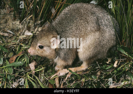 Grabende Bettong (Bettongia Lesueur) Stockfoto