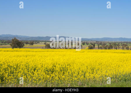 Raps-Felder im nördlichen New South Wales Australien. Stockfoto