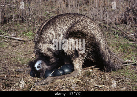 Emu (Dromaius Novaehollandiae) Stockfoto