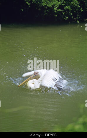 Great White Pelican (Pelecanus onocrotalus) Stockfoto