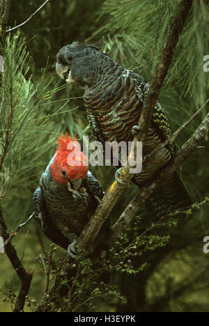 Bande Bande Kakadu (Callocephalon Fimbriatum) Stockfoto