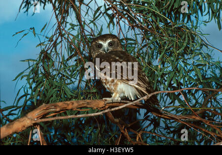 Südlichen Boobook (Ninox Novaeseelandiae) Stockfoto