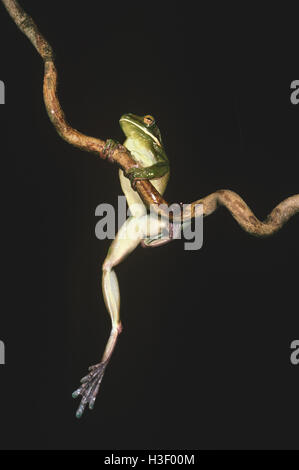 Weißlippen-Laubfrosch (Litoria Infrafrenata) Stockfoto