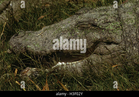 Straßenräuber (Crocodylus Palustris) Stockfoto
