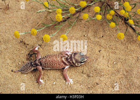 Glatte Knopf-tailed Gecko (Nephrurus Levis occidentalis) Stockfoto