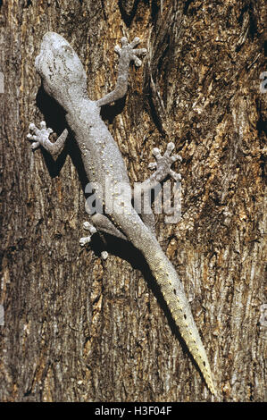 Nördlichen stacheligen-tailed Gecko (Strophurus Ciliaris) Stockfoto