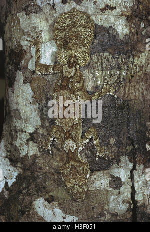 Nördlichen Blatt-tailed Gecko (Saltuarius Cornutus) Stockfoto