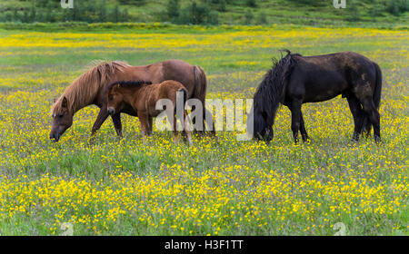 Drei Isländer Pferde und Fohlen in gelben Blumenwiese in der Nähe von Godafoss Wasserfall auf Island. Stockfoto
