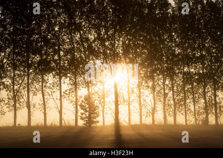 Morgensonne durch Bäume im Nebel Clearing im Herbst. VEREINIGTES KÖNIGREICH.  Silhouette Stockfoto