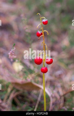 Rote Beeren von Lilie der Senke im herbstlichen Nadelwald Boden Stockfoto