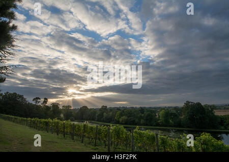 Ansicht der Painshill Park in Surrey, England mit dramatischen Himmel über den Weinberg kurz nach Sonnenaufgang Stockfoto