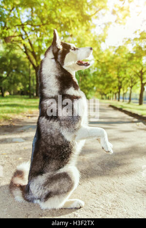 Die grauen husky Hund stehend auf zwei Beinen Stockfoto