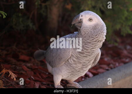 Afrikanisches Grau-Papagei schaut verwirrt Stockfoto