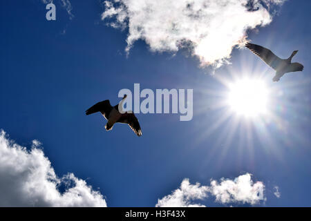 Weißwangengans Vögel fliegen in den Himmel in Südfinnland. Stockfoto