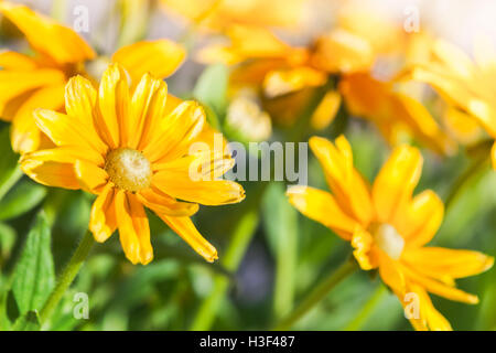 Gelbe Blüten im Sommergarten. Rudbeckia Nitida. Nahaufnahme Foto mit selektiven Fokus Stockfoto