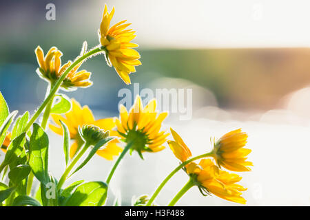 Rudbeckia Nitida, leuchtend gelben Blüten im Sonnenlicht. Nahaufnahme Foto mit selektiven Fokus Stockfoto