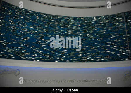 Fisch-Display Monterey Bay Aquarium Kalifornien USA Stockfoto