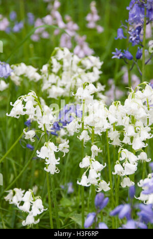 Schönen Frühling Bluebell Blumen in voller Blüte, Meersbrook Park, Sheffield, UK Stockfoto