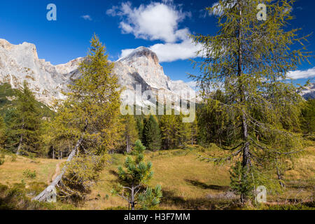 Herbstsaison in den Ampezzo Dolomiten. Lärchenwald. Tofana di Rozes. Passo Falzarego. Dolomiti. Italienische Alpen. Europa. Stockfoto