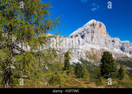 Herbstsaison in den Ampezzo Dolomiten. Lärchenwald. Tofana di Rozes. Passo Falzarego. Dolomiti. Italienische Alpen. Europa. Stockfoto