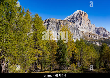 Herbstsaison in den Ampezzo Dolomiten. Lärchenwald. Tofana di Rozes. Passo Falzarego. Dolomiti. Italienische Alpen. Europa. Stockfoto