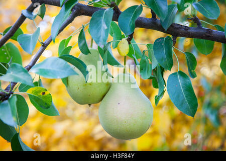 Heller Herbst Ernte Foto mit Früchten hängen an Zweig mit grünen Blätter auf gelben und orangefarbenen Hintergrund Stockfoto