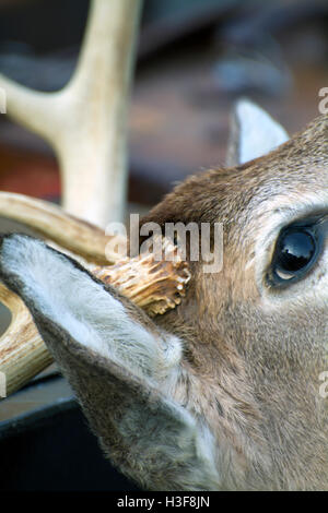 Nahaufnahme einer gefüllte männliche Hirsch-Kopf-Trophäe mit Geweih und starren Augen auf Hells Kitchen Flea Market Manhattan NYC New York Stockfoto