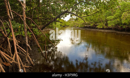 Ein kleiner Brackwasser Bach, flankiert von Mangroven und Sumpf in Süd-Florida, im späten Nachmittag Stockfoto