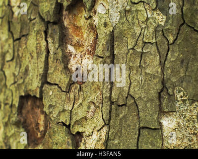 Nahaufnahme der alten erschossen und rissig Baum Rinde Textur Hintergrund Stockfoto