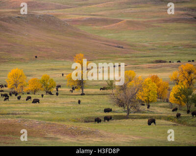Bison auf den Ebenen, Custer State Park in South Dakota. Stockfoto