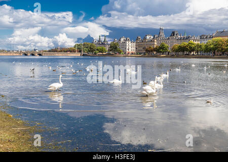 Schwäne und Enten auf dem See in Kopenhagen. Dänemark Stockfoto