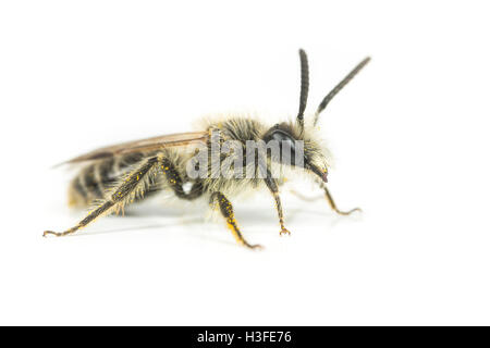 Eine männliche Andrena Bergbau-Biene auf weißem Hintergrund. Stockfoto