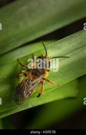 Männliche Andrena Bergbau-Biene ruht auf einem Blatt Stockfoto