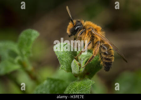 Eine männliche Andrena Nigroaenea Mining Bee Stockfoto