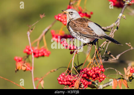 Wacholderdrossel (Turdus Pilaris) Stockfoto