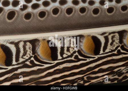 Feder aus männlichen Argus Fasan, Argusianus argus Stockfoto