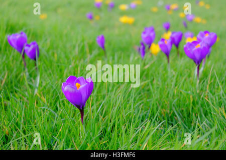 Wilde violetten und gelben Blumen blühen auf dem Gebiet im Frühling. Stockfoto