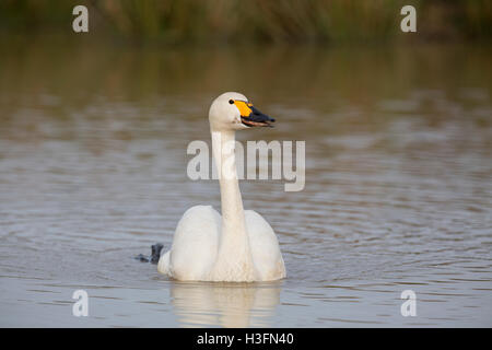 Bewick Schwan; Cygnus Columbarius Single auf Wasser Cornwall; UK Stockfoto