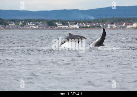 Große Tümmler Dolpohin; Tursiops Truncatus zwei springen Morray Firth; Schottland; UK Stockfoto