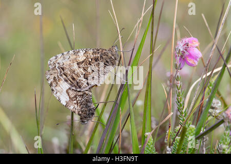 Äsche Schmetterling; Hipparchia Semele zwei; Gepaarte Cornwall; UK Stockfoto