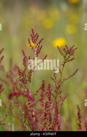 Sauerampfer; Rumex liegen Blume Anglesey; UK Stockfoto