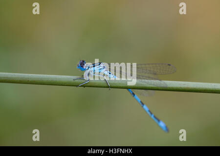 Südlichen Damselfly; Coenagrion Mercuriale Devon; UK Stockfoto