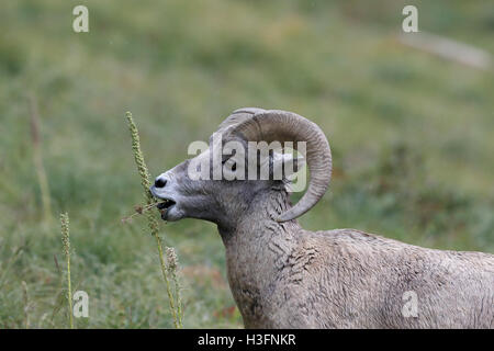 Bighorn sheep Glacier National Park, Montana USA Stockfoto