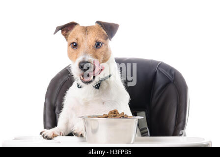 Hungrigen Hund Essen Trockenfutter aus Schüssel mit Zunge lecken Stockfoto