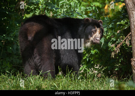 Brillenbär (Tremarctos Ornatus), auch bekannt als die Anden tragen im Zoo Doue la Fontaine in Maine-et-Loire, Frankreich. Stockfoto