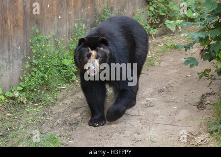 Brillenbär (Tremarctos Ornatus), auch bekannt als die Anden tragen im Zoo Doue la Fontaine in Maine-et-Loire, Frankreich. Stockfoto